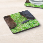 Achterste uitzicht van twee Dachshund-honden Drankjes Onderzetter (Linkerzijde)