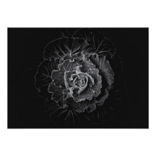 Achtertuin Bloemen In Zwart En Wit Nr 100 Foto Afdruk
