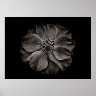 Achtertuin Bloemen In Zwart En Wit Nr 84 Poster
