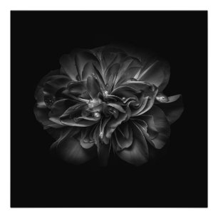 Achtertuin Bloemen in zwart-wit No 67 Foto Afdruk