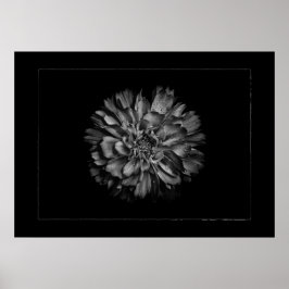 Achtertuin Bloemen In Zwart & Wit Nr 79 Rand Poster