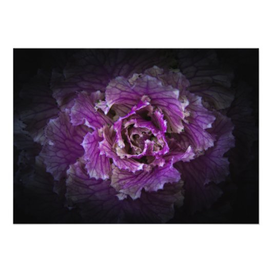 Achtertuin Bloemen No 42 Kleur Versie Foto Afdruk (Voorkant)