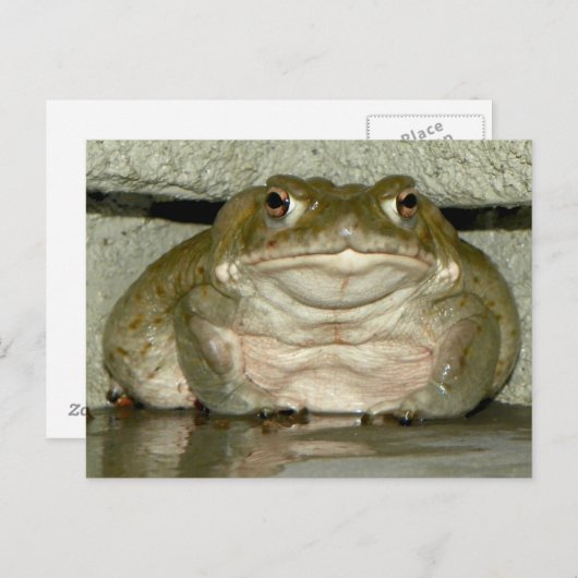 Achtertuin Bufo alvarius - Colorado River Toad Briefkaart (Voorkant / Achterkant)