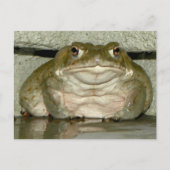 Achtertuin Bufo alvarius - Colorado River Toad Briefkaart (Voorkant)