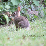 Achtertuin Bunny Acryl Legpuzzel 8 x 10<br><div class="desc">Achtertuin Bunny Acryl Legpuzzel van WildNest Achtertuin Bunny Acryl Legpuzzel van WildNest is een hoogwaardige Limited Edition Acryl Puzzel met een schattig konijnenkonijn in een weelderige groene tuin. Dit is de eerste in de WildNest Wildlife puzzel serie. Dit is een hoge kwaliteit acryl puzzel perfect voor het verzamelen of als...</div>