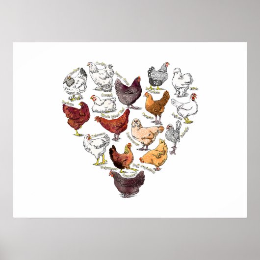 Achtertuin Chicken Love Heart Crazy Chicken Breed Poster (Voorkant)