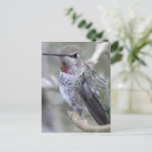Achtertuin Hummingbird Briefkaart (Staand voorkant)