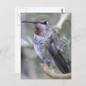 Achtertuin Hummingbird Briefkaart (Voorkant / Achterkant)
