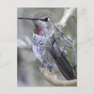 Achtertuin Hummingbird Briefkaart