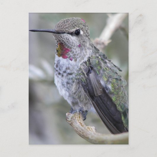 Achtertuin Hummingbird Briefkaart (Voorkant)