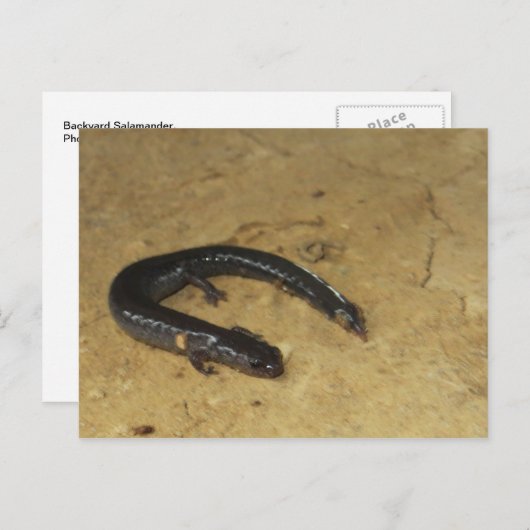 Achtertuin Salamander Briefkaart (Voorkant / Achterkant)