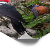 Achtertuin van Maine Poster (Hoek)