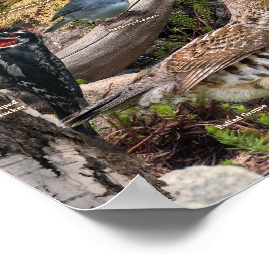 Achtertuin van Montana Poster (Hoek)