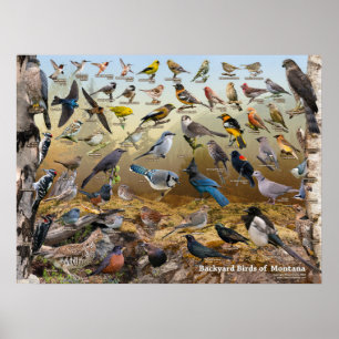 Achtertuin van Montana Poster