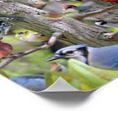Achtertuin Vogel Poster (Hoek)
