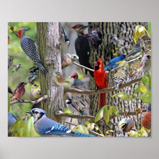 Achtertuin Vogel Poster (Voorkant)