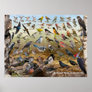 Achtertuin vogels in het noorden poster