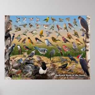 Achtertuin vogels in het noorden poster