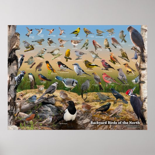 Achtertuin vogels in het noorden poster (Voorkant)