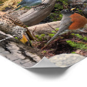 Achtertuin vogels in het noorden poster (Hoek)