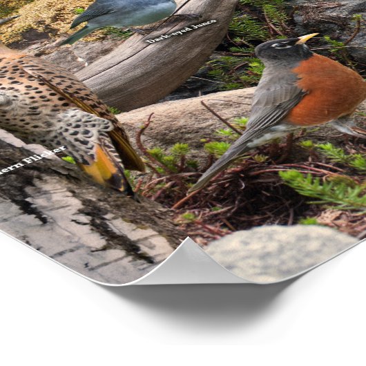 Achtertuin vogels in het noorden poster (Hoek)