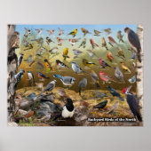 Achtertuin vogels in het noorden poster (Voorkant)