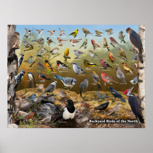 Achtertuin vogels in het noorden poster