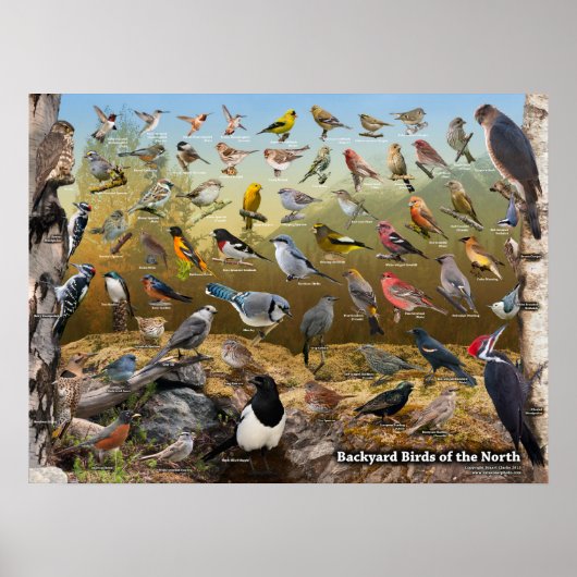 Achtertuin vogels in het noorden poster (Voorkant)