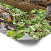 Achtertuin vogels in het oosten poster (Hoek)