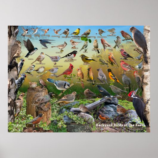 Achtertuin vogels in het oosten poster (Voorkant)