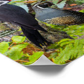 Achtertuin vogels in Noord-Californië Poster (Hoek)