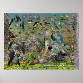 Achtertuin vogels in Noord-Californië Poster