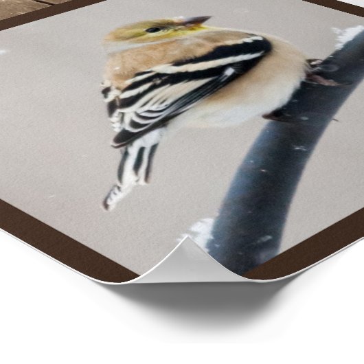 Achtertuin vogels in sneeuw poster (Hoek)