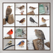 Achtertuin vogels in sneeuw poster (Voorkant)