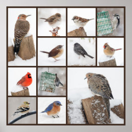 Achtertuin vogels in sneeuw poster