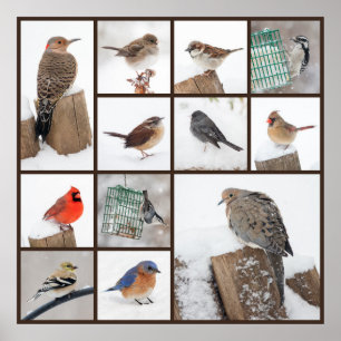 Achtertuin vogels in sneeuw poster
