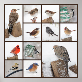 Achtertuin vogels in sneeuw poster