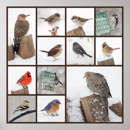 Achtertuin vogels in sneeuw poster (Voorkant)