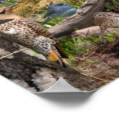 Achtertuin vogels in South Dakota Poster (Hoek)