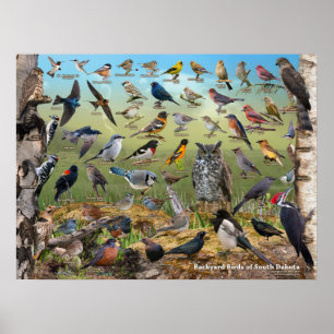 Achtertuin vogels in South Dakota Poster