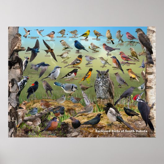 Achtertuin vogels in South Dakota Poster (Voorkant)
