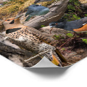 Achtertuin vogels Iowa Poster (Hoek)