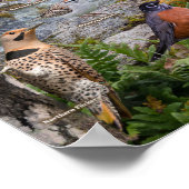 Achtertuin vogels Missouri Poster (Hoek)