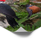 Achtertuin vogels New Brunswick Poster (Hoek)