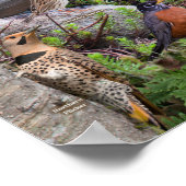 Achtertuin vogels New Jersey Poster (Hoek)