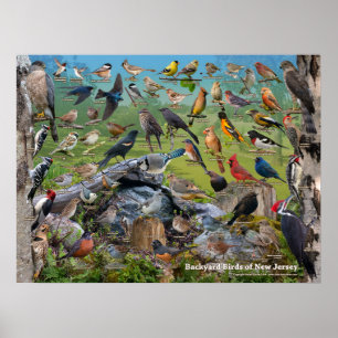 Achtertuin vogels New Jersey Poster