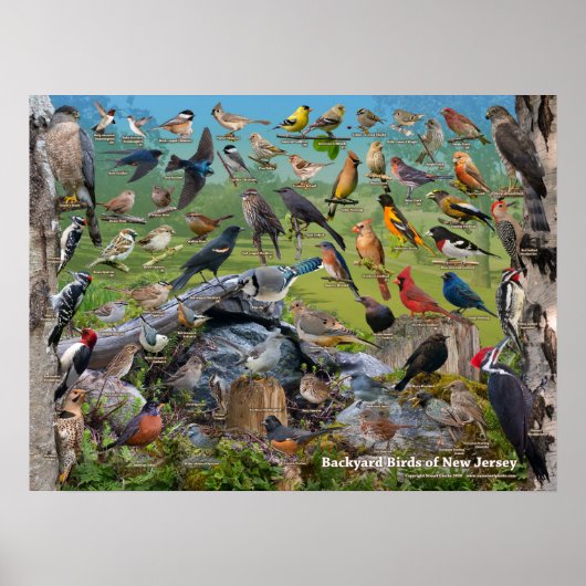 Achtertuin vogels New Jersey Poster (Voorkant)