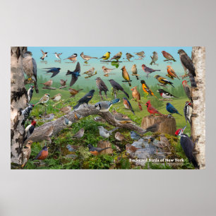 Achtertuin vogels New York Large Poster