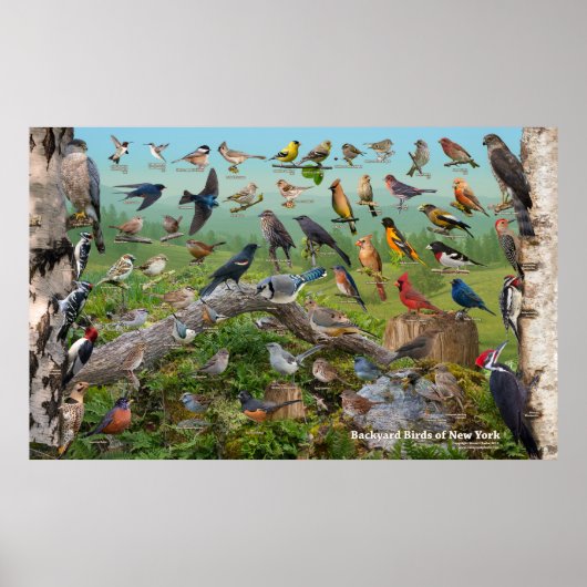 Achtertuin vogels New York Large Poster (Voorkant)