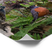 Achtertuin vogels Newfoundland Poster (Hoek)